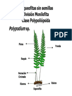 Cap. VI - 3. Reino Plantae III