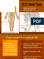Made Up of Neurons and Neuroglia Cells: Anatomical Subdivisions of NS