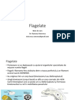 Protozoare Flagelate 2018