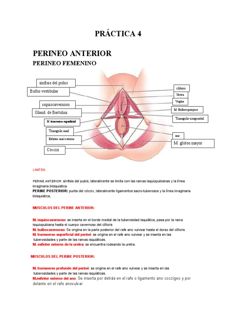 Anatomía del Perineo Femenino | PDF | Anatomía de los primates ...