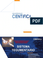 6 Sistema Tegumentario 2020 PDF