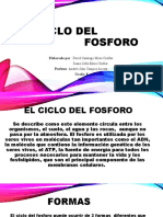 Ciclo Del Fosforo