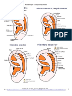 Cartografia Esquematica en Auriculoterapia PDF