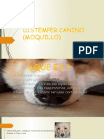 Distemper Canino (Moquillo)