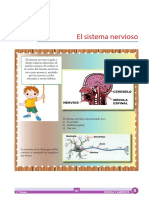 Ca - P - 1° Grado - S3 - El Sistema Nervioso