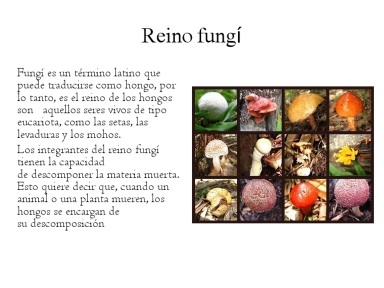 Definicion Del Reino Fungi PDF