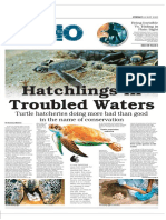 Hatchlings in Troubled Waters