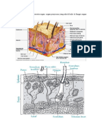 Anatomi Fisiologi Kulit