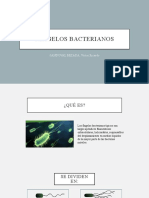 FLAGELOS BACTERIANOS.pptx