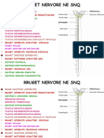 Rruget Nervore Te SNQ