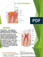 Enamel, Dentin, Pulp Biological Consideration