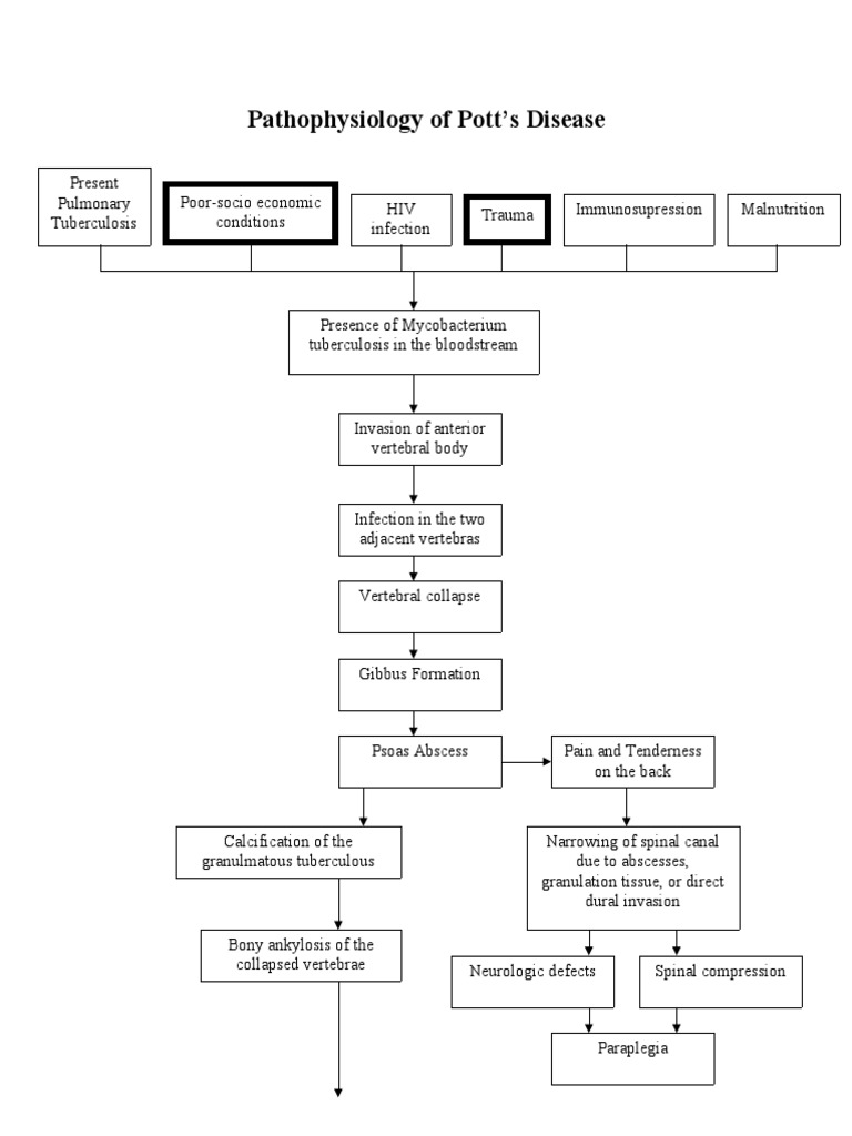 Pathogenesis, Diagnostic Challenges, And Risk Factors Of Pott’S Disease ...