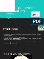 Clase de Dengue Adulto