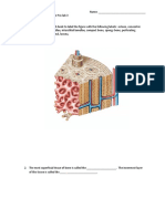 Bone Tissue and Axial Skeleton Pre-lab