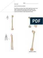 Prelab 4 Appendicular Skeleton and Joints Winter 2020