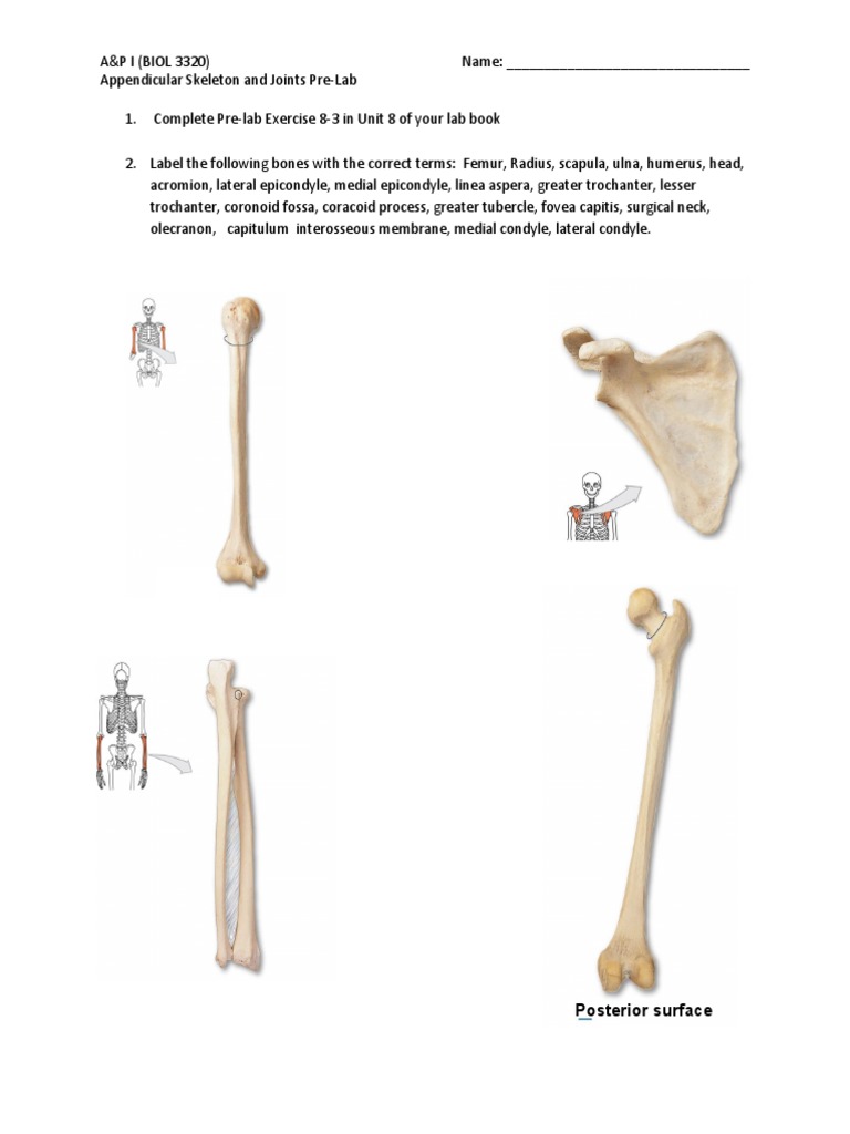 Appendicular Skeleton Pre-Lab Guide | PDF | Knee | Musculoskeletal System
