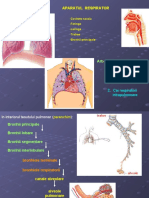 Aparatul Respirator: - Cavitate Nazala - Faringe - Laringe - Trahee - Bronhii Principale