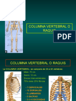 13-columnavertebral-100406220813-phpapp02.pdf