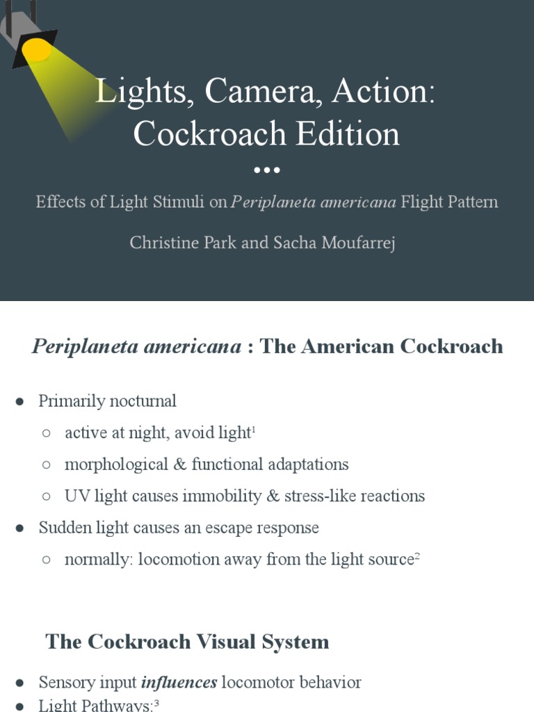 Lights Camera Action Cockroach Edition | PDF | Stimulus (Physiology ...