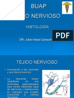 TEJIDO NERVIOSO