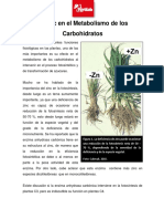 Zinc en El Metabolismo de Carbohidratos