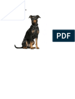 Perro Pinscher Aleman