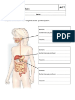 Glándulas digestivas y procesos de la digestión