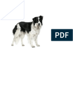 Perro Border Collie