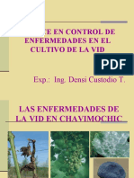 13 Ing. Densi Custodio-Enfermedades en Vid