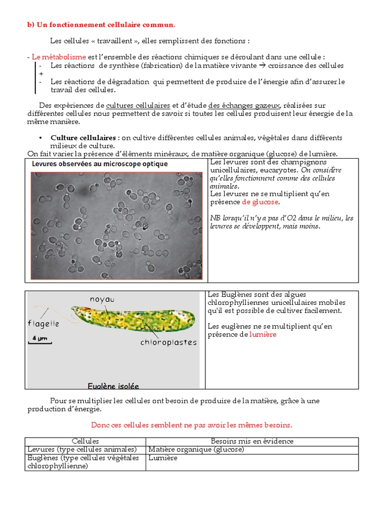 Tp Seconde Svt Métabolisme Cellulaire Corrigé 4 Cours 4 Meta | PDF | Levure | Cellule (Biologie)