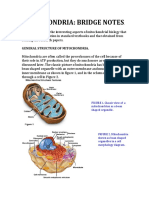 Mitochondria: Bridge Notes: General Structure of Mitochondria