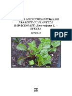 Relatia Microorganismelor Parazite Cu Plantele Radacinoase Beta Vulgaris L. - Sfecla