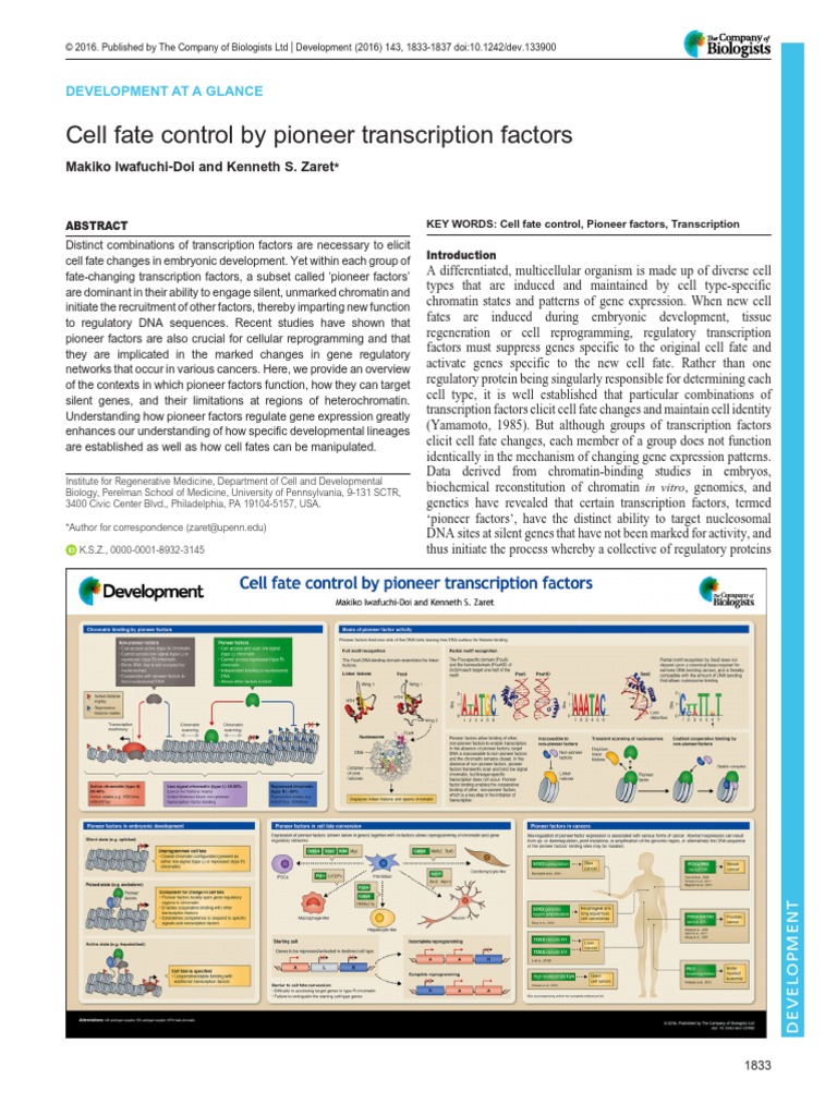 Pioneer Transcription Factors in Cell Fate Control | PDF | Chromatin ...