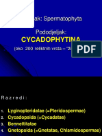 Cycadophytina 2020