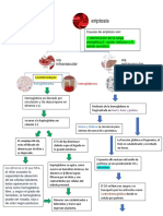 Eroptosis Intra y Extravascular PDF