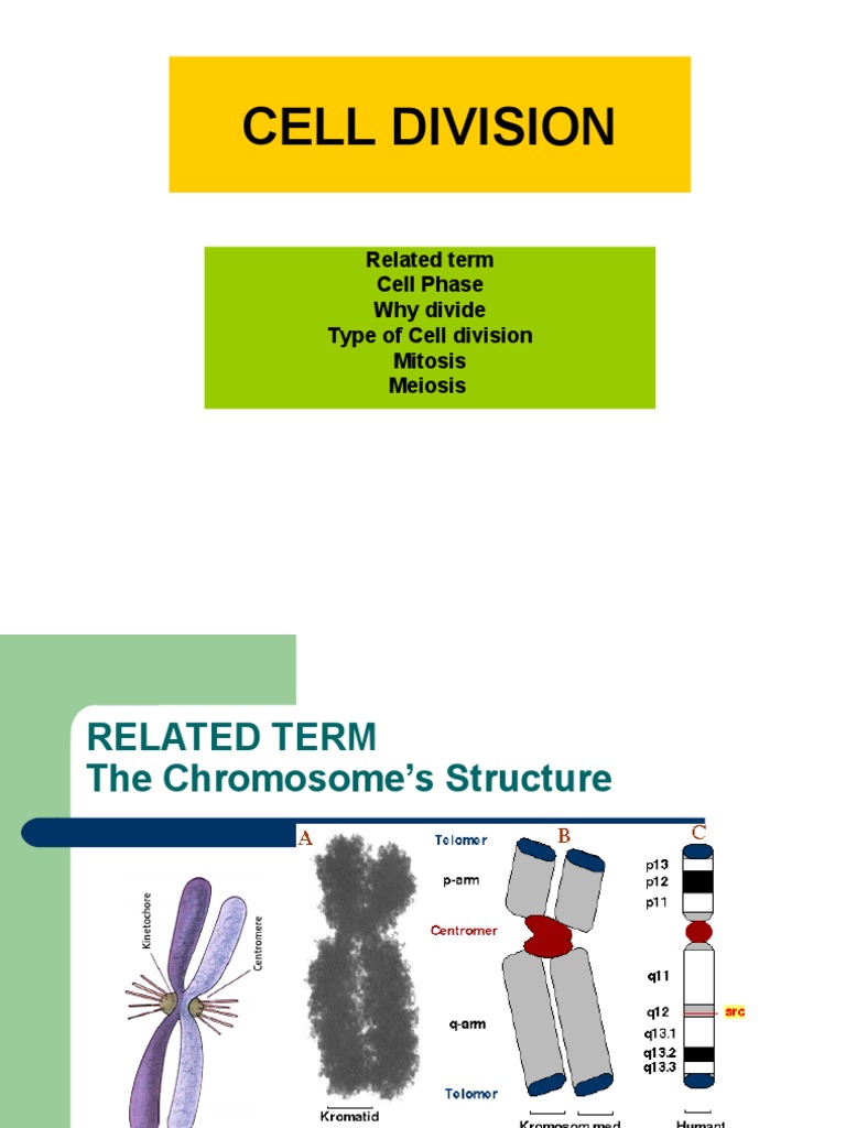 Cell Division: Related Term Cell Phase Why Divide Type of Cell Division ...