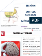 Clase 6 - Corteza y Médula Espinal
