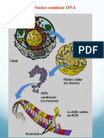 Tema3.4 Ácidos Nucleicos