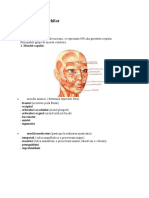 Clasificarea Muschilor