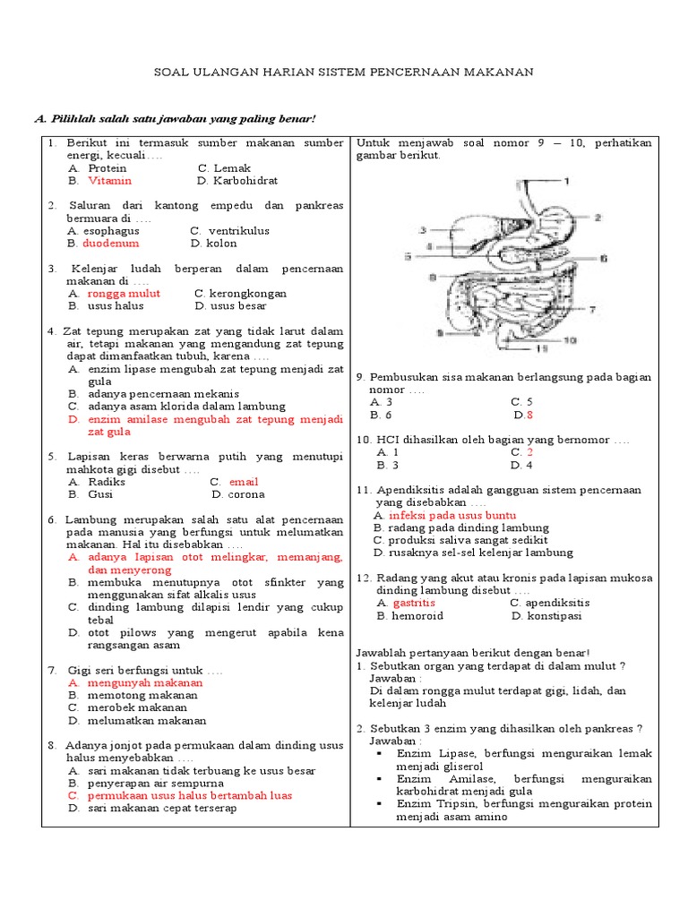 Soal Ulangan Harian Sistem Pencernaan Makanan
