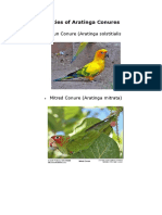 Guide to Species of Aratinga Conures