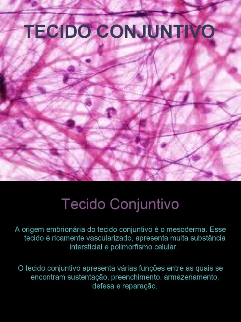 02 Tecido Conjuntivo Mitose Cartilagem