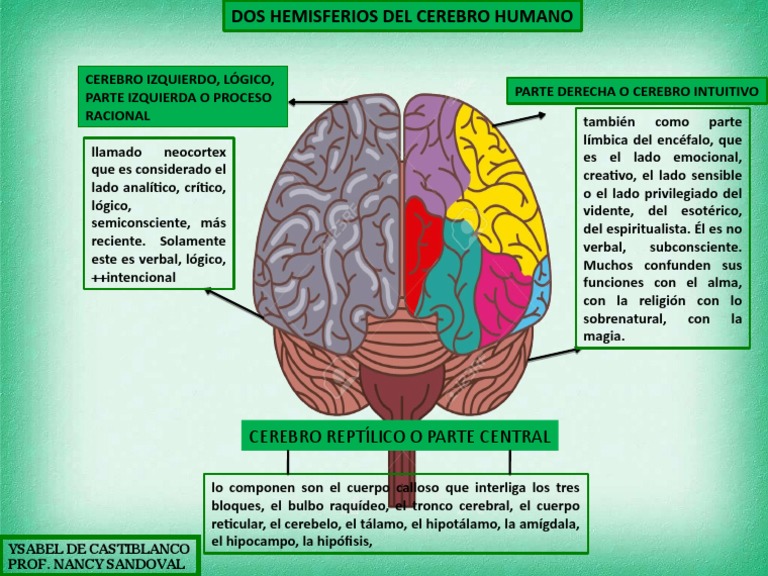 Mapa Conceptual Cerebro | PDF