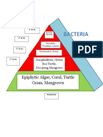 Trophic Level Pyramid