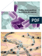 Tema 6 Bacillus G Positivo Formadoras de Esporas-2