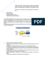 Ficha de Trabajo Capsulas PDF