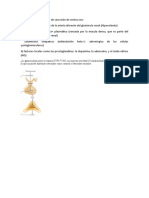 Principales estímulos de secreción de renina y función de la glomerulosa