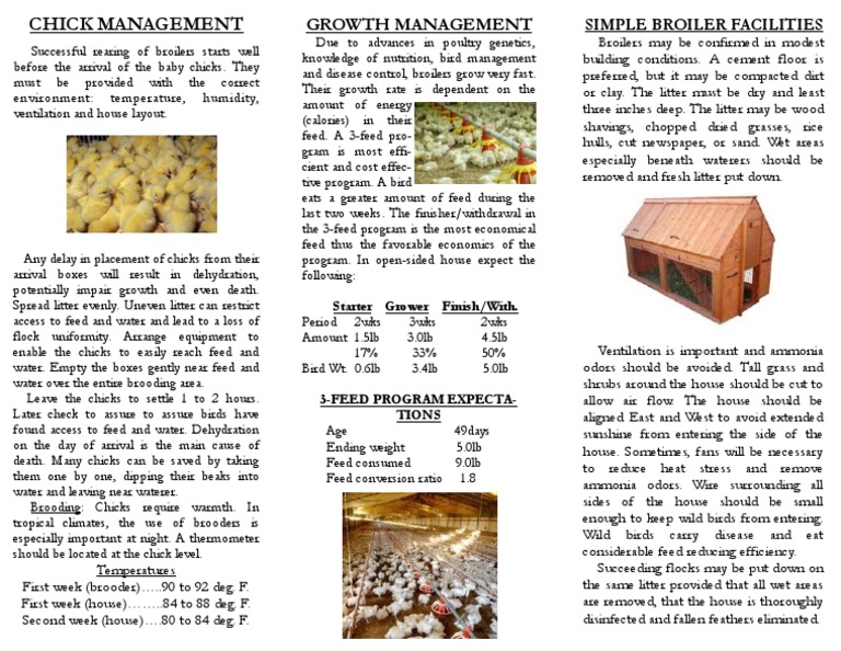 Broiler Chick Management Guide | PDF | Broiler | Birds