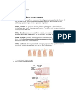 Formas y enfermedades más comunes de las uñas