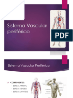 Sistema Vascular Periferico